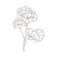 geranio-rosa icon