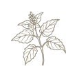patchouli icon