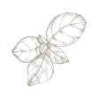 albahaca icon
