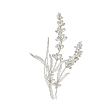 lavanda icon