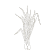 lemongrass icon