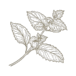 menta-piperita icon