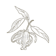 ylang-ylang icon
