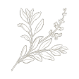 salvia-sclarea icon
